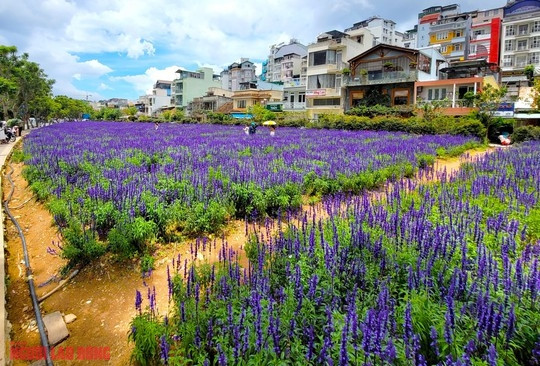 Vườn hoa này được Công ty cổ phần dịch vụ Đô thị Đà Lạt trồng và chăm sóc, mở cửa miễn phí cho người dân và du khách đến tham quan, chụp ảnh.
