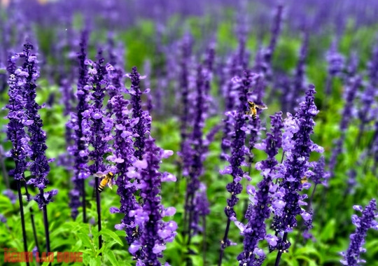 Nhiều loại ong, bướm cũng kéo đến khu vườn hoa giữa lòng thành phố hút mật càng tạo nên cảm giác gần gũi thiên nhiên.