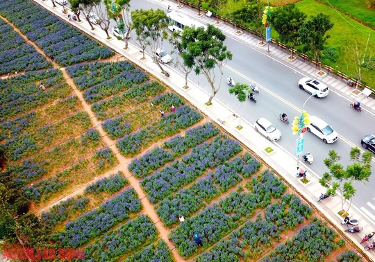 Nhân viên phụ trách chăm sóc khu vườn cho biết đa số khách tới tham quan đều vào vườn theo các lối đã được tạo sẵn, không bước vào các luống trồng. "Lâu lâu chúng tôi cũng phát hiện vài người ngắt hoa để chụp ảnh nên phải đến nhắc nhở họ giữ gìn vườn hoa của chung" - người này nói.