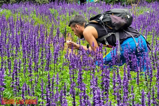 Một vị nam du khách nước ngoài tỏ ra rất thích thú và tò mò khi "lạc" vào khu vườn hoa nữ hoàng xanh.