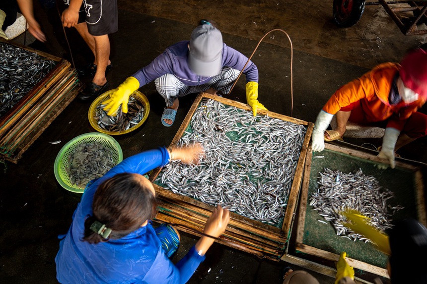 Khâu lựa chọn, loại bỏ rác và các loài nhuyễn thể khác là công việc tỉ mỉ nhằm đảm bảo chất lượng cho sản phẩm bán ra.