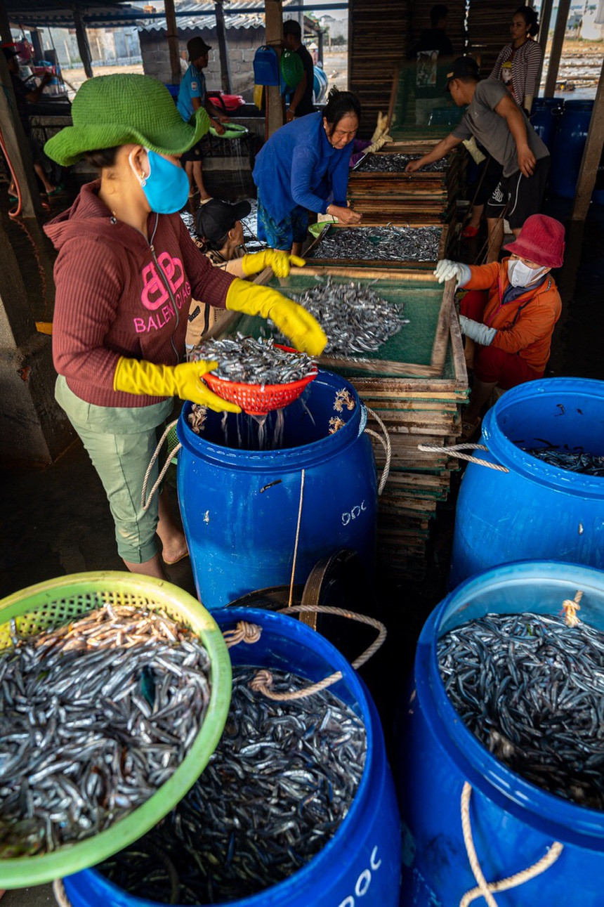 Trong khi những người đàn ông đi đánh bắt thì phụ nữ ở nhà xử lý, chế biến cá. Cá cơm tươi được ngâm muối để xả nhớt trước khi chế biến.