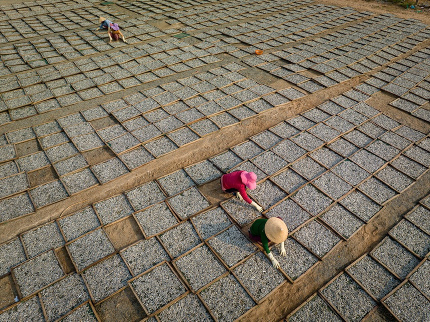 Phơi cá cơm tại làng chài Mỹ Tân, thôn Mỹ Tân, huyện Ninh Hải, tỉnh Ninh Thuận.