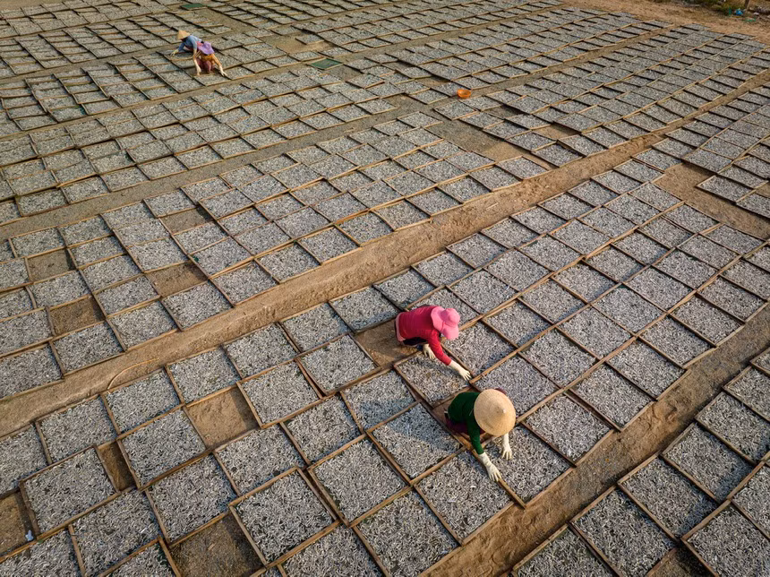 Phơi cá cơm tại làng chài Mỹ Tân, thôn Mỹ Tân, huyện Ninh Hải, tỉnh Ninh Thuận.