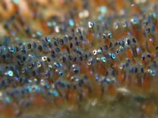 Nhung qua trung la lung nhat trong the gioi dong vat-Hinh-3