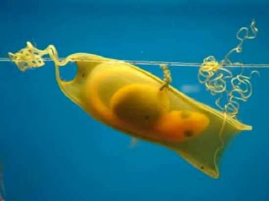 Nhung qua trung la lung nhat trong the gioi dong vat-Hinh-2