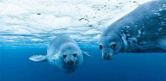 Nuoc bien nhieu muoi, dong vat bien uong nuoc ngot bang cach nao?-Hinh-2