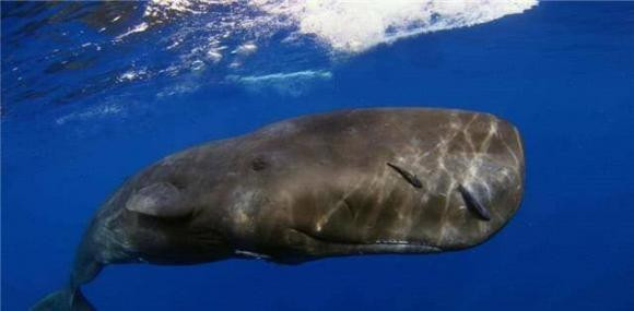 Nuoc bien nhieu muoi, dong vat bien uong nuoc ngot bang cach nao?-Hinh-5