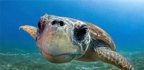 Nuoc bien nhieu muoi, dong vat bien uong nuoc ngot bang cach nao?-Hinh-4