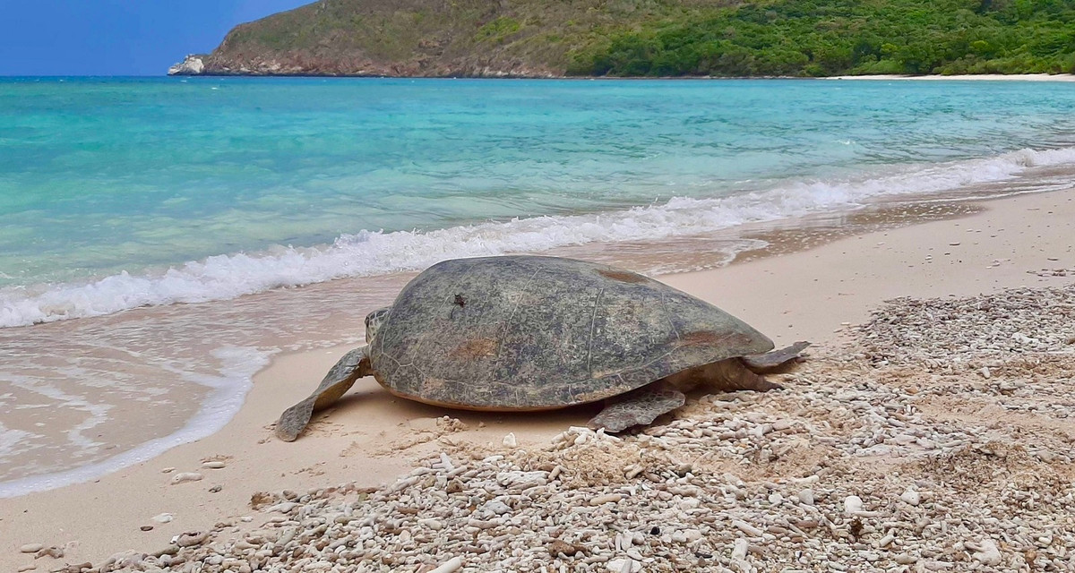 Kham pha ve dep hoang so va lich su cua Con Dao-Hinh-3