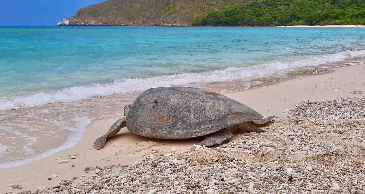 Kham pha ve dep hoang so va lich su cua Con Dao-Hinh-3