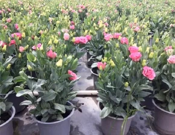 Thang 8, trong nha trong 5 loai hoa nay co nghia la cat tuong-Hinh-3