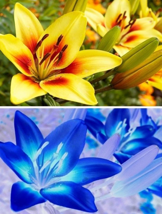 The gioi trong nhu the nao qua mat cac loai dong vat-Hinh-4