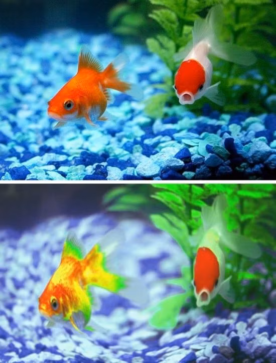 The gioi trong nhu the nao qua mat cac loai dong vat-Hinh-2