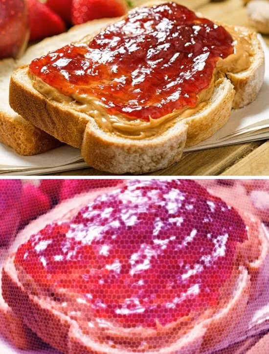 The gioi trong nhu the nao qua mat cac loai dong vat-Hinh-5