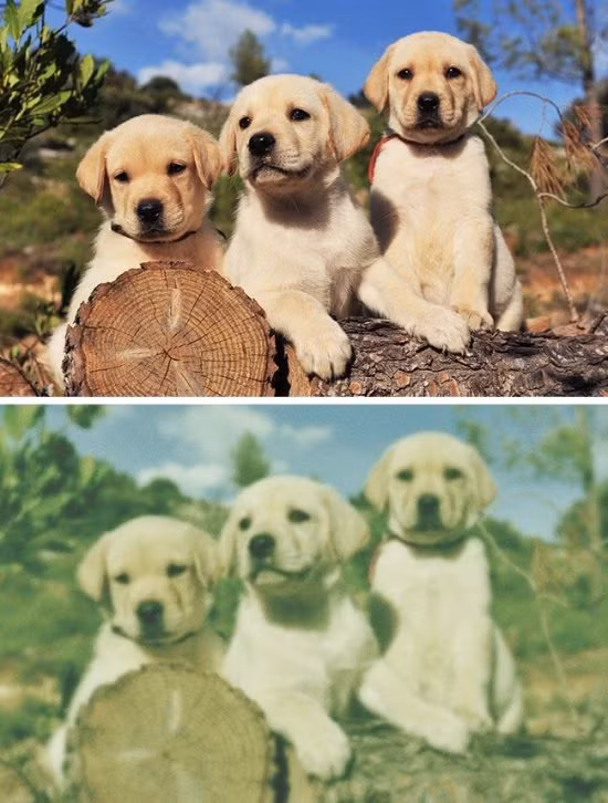 The gioi trong nhu the nao qua mat cac loai dong vat