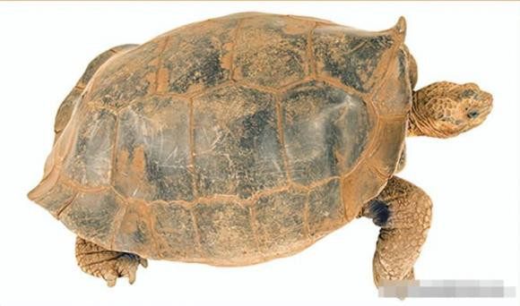 Con nguoi dang co gang hoi sinh 9 dong vat tuyet chung tu lau-Hinh-4