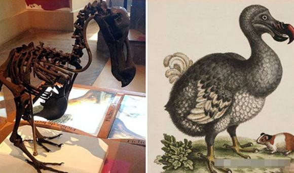 Con nguoi dang co gang hoi sinh 9 dong vat tuyet chung tu lau-Hinh-6