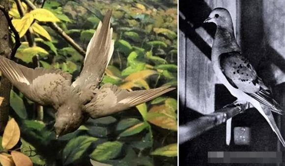 Con nguoi dang co gang hoi sinh 9 dong vat tuyet chung tu lau-Hinh-9