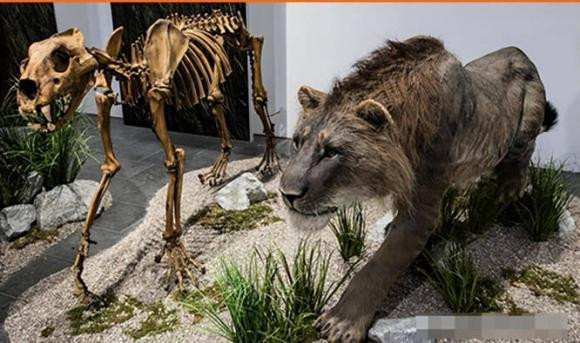 Con nguoi dang co gang hoi sinh 9 dong vat tuyet chung tu lau-Hinh-5