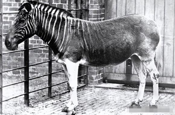 Con nguoi dang co gang hoi sinh 9 dong vat tuyet chung tu lau-Hinh-7