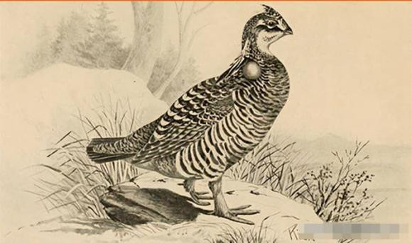 Con nguoi dang co gang hoi sinh 9 dong vat tuyet chung tu lau