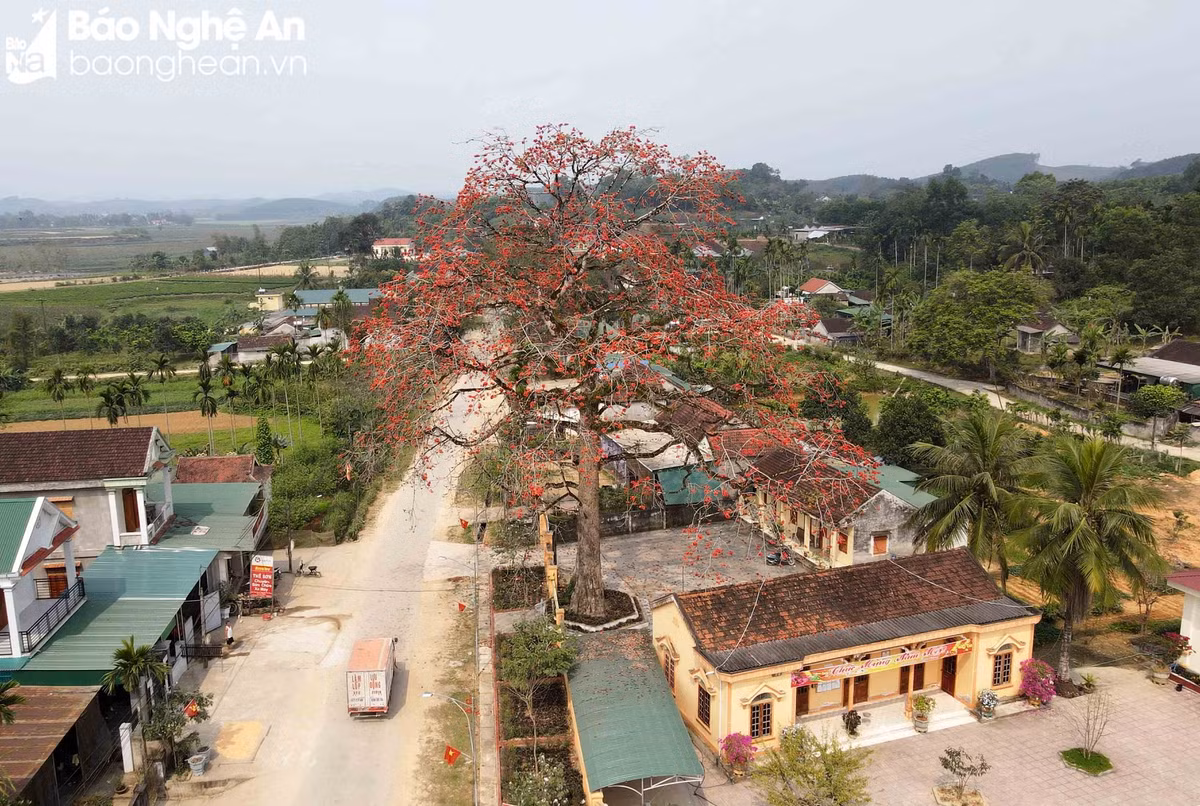 Độc đáo cây gạo trăm tuổi 'thắp lửa' rực rỡ đường quê Doc dao cay gao tram tuoi 'thap lua' ruc ro duong que