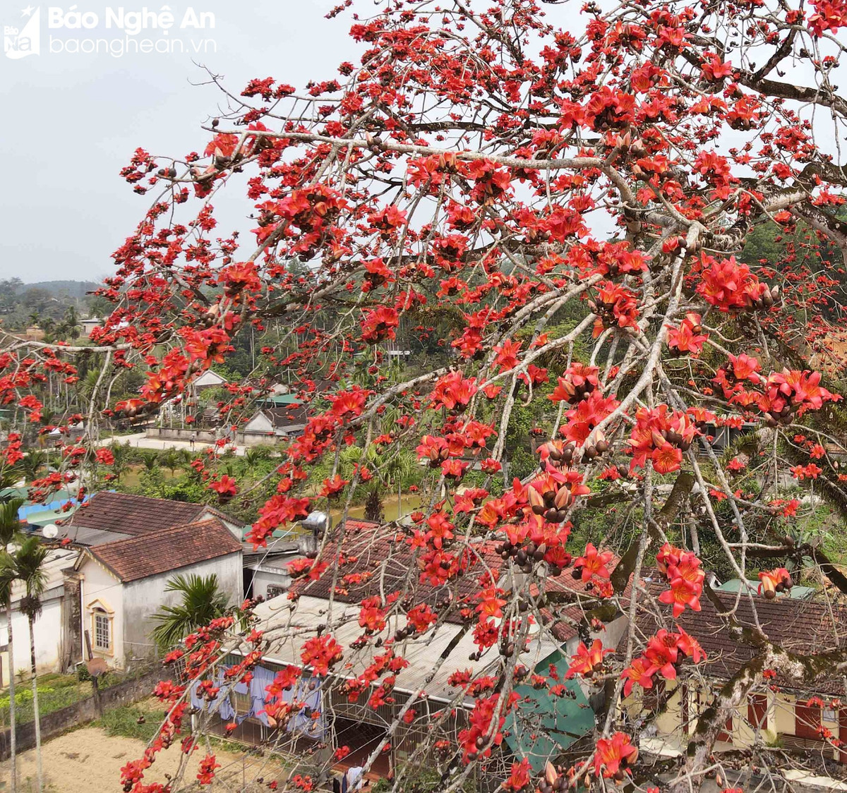 Doc dao cay gao tram tuoi 'thap lua' ruc ro duong que-Hinh-6
