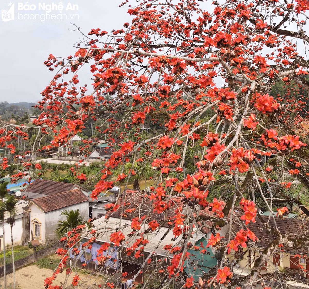 Độc đáo cây gạo trăm tuổi 'thắp lửa' rực rỡ đường quê - Hình 6 Doc dao cay gao tram tuoi 'thap lua' ruc ro duong que-Hinh-6