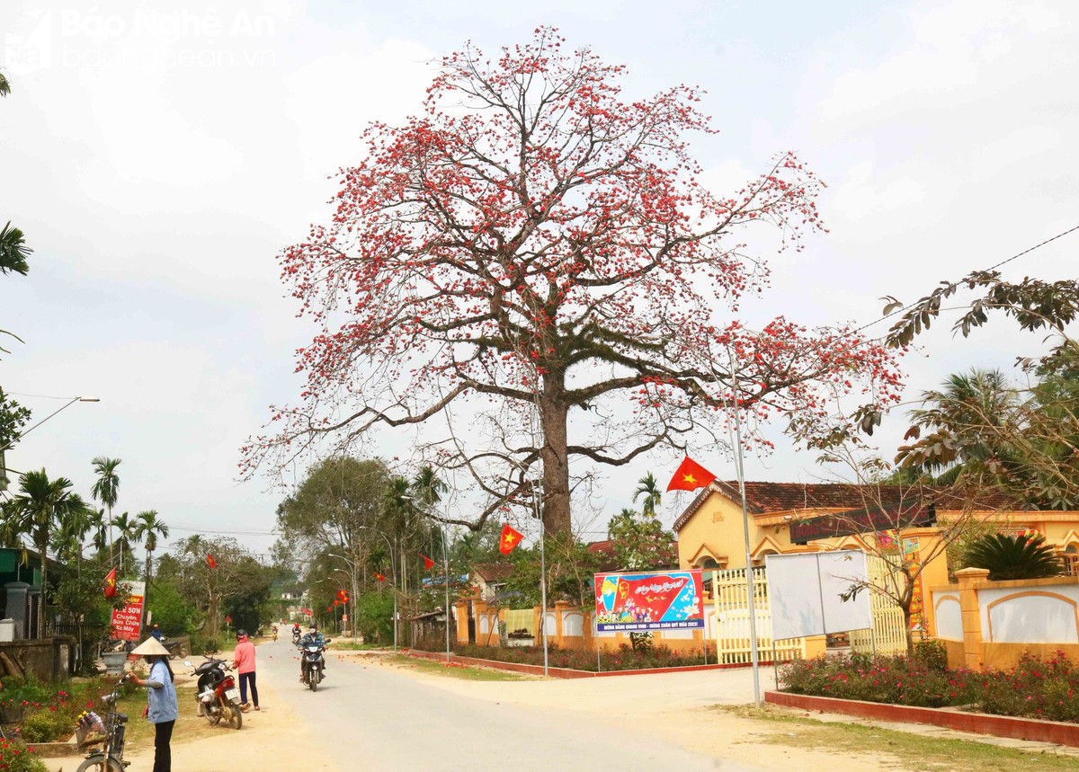 Doc dao cay gao tram tuoi 'thap lua' ruc ro duong que-Hinh-10
