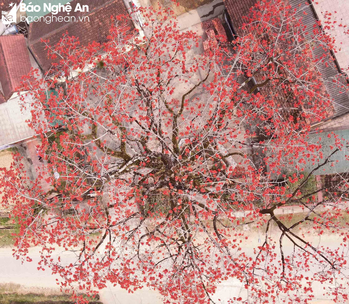 Doc dao cay gao tram tuoi 'thap lua' ruc ro duong que-Hinh-8