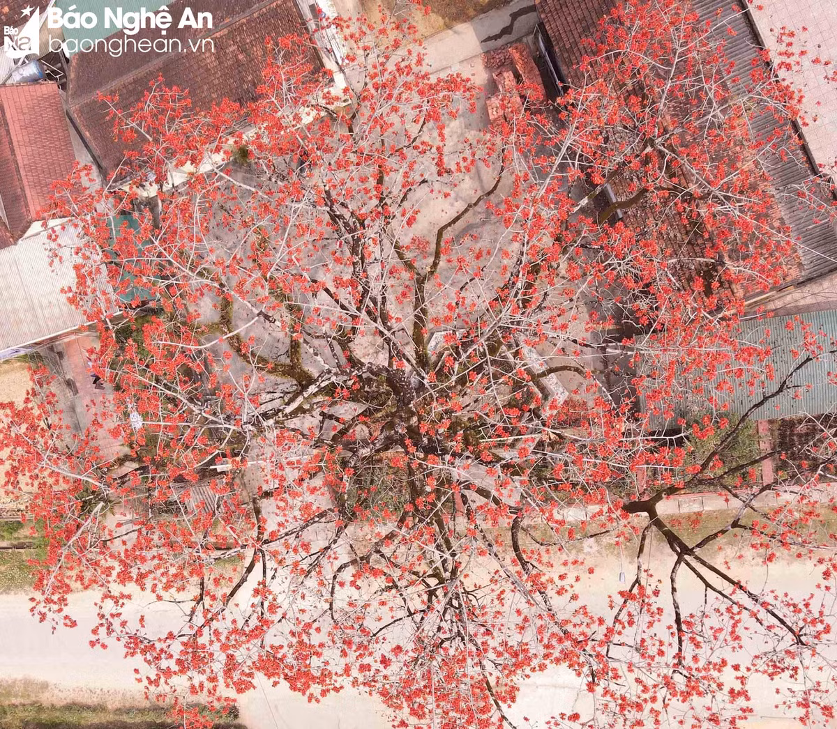 Độc đáo cây gạo trăm tuổi 'thắp lửa' rực rỡ đường quê - Hình 8 Doc dao cay gao tram tuoi 'thap lua' ruc ro duong que-Hinh-8