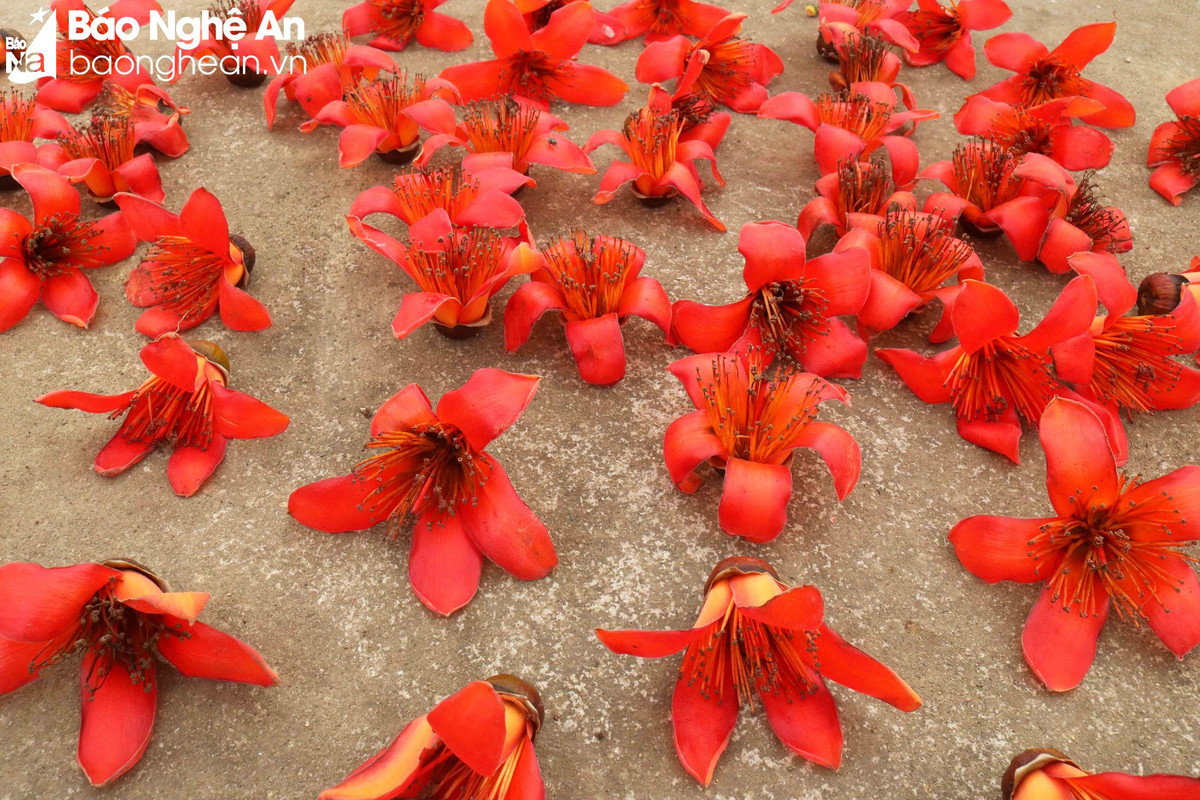 Doc dao cay gao tram tuoi 'thap lua' ruc ro duong que-Hinh-9