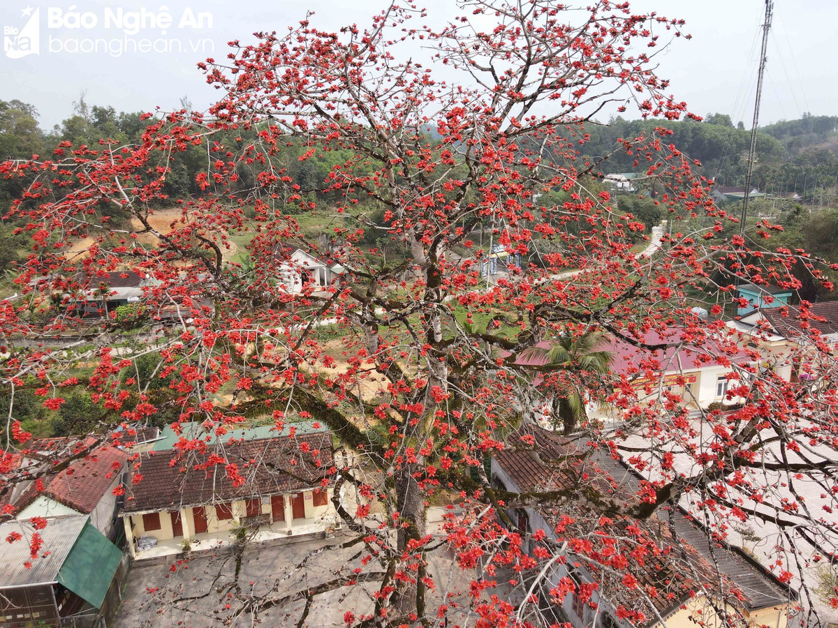 Doc dao cay gao tram tuoi 'thap lua' ruc ro duong que-Hinh-3