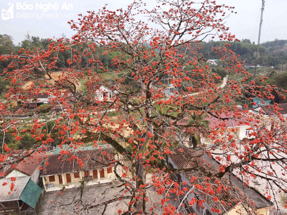 Độc đáo cây gạo trăm tuổi 'thắp lửa' rực rỡ đường quê - Hình 3 Doc dao cay gao tram tuoi 'thap lua' ruc ro duong que-Hinh-3
