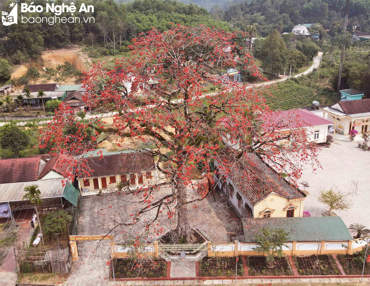 Doc dao cay gao tram tuoi 'thap lua' ruc ro duong que-Hinh-2
