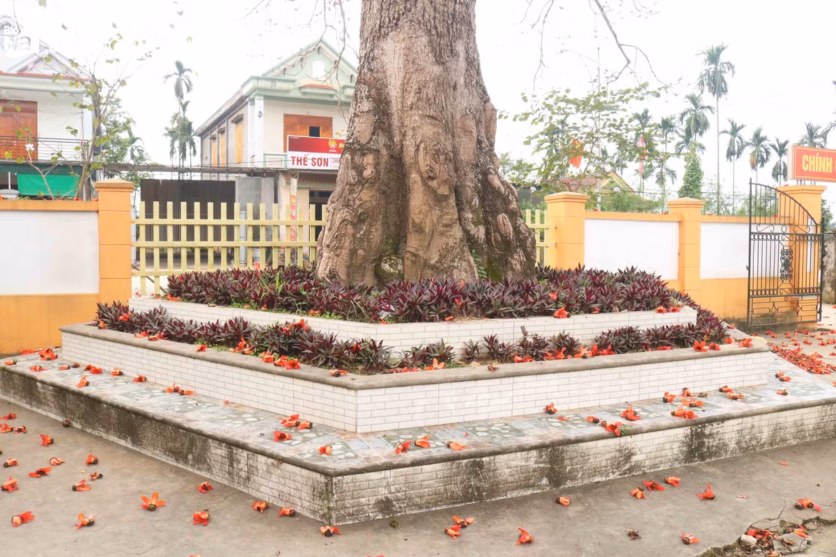 Độc đáo cây gạo trăm tuổi 'thắp lửa' rực rỡ đường quê - Hình 4 Doc dao cay gao tram tuoi 'thap lua' ruc ro duong que-Hinh-4