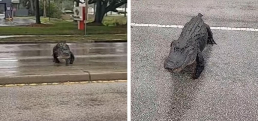 "Quái thú" khổng lồ cụt chân lừng lững băng qua đường gây náo loạn "Quái thú" khổng lồ cụt chân lừng lững băng qua đường gây náo loạn ảnh 1