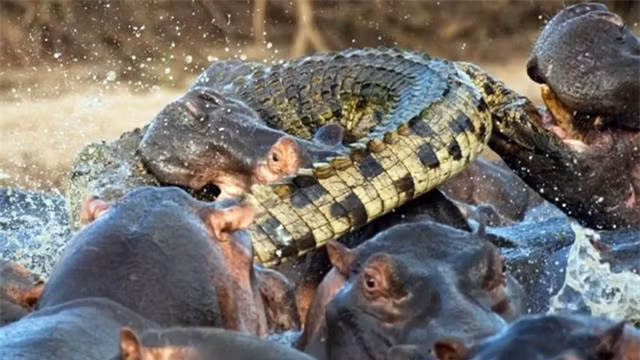 Video: Ong vua dam lay - ca sau bi dan ha ma dien cuong 