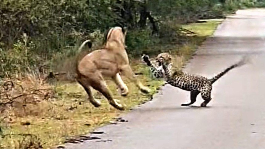 Sư tử núp lùm, tấn công báo hoa mai ngay trên đường cao tốc Su tu nup lum, tan cong bao hoa mai ngay tren duong cao toc