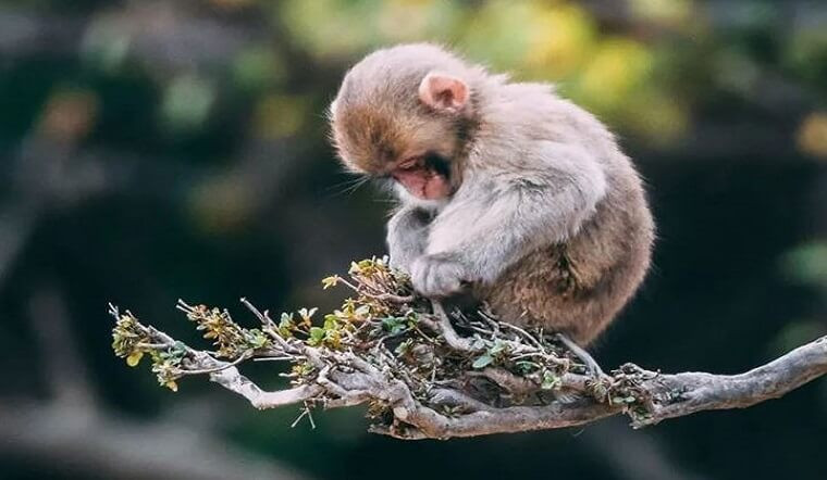 Đặc biệt, người tuổi Thân còn sở hữu sự linh hoạt, khả năng tập trung rất tốt. Nhờ thế, trong công việc và đời sống, họ có thể "học 1 biết 10", luôn sáng tạo ra những cách làm hay. Người thuộc con giáp này còn sở hữu nhiều tài lẻ bẩm sinh nên có thể gặt hái thành công trong nhiều lĩnh vực khác nhau. ‏ ‏