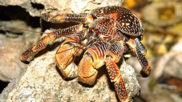 Loai cua 2 cang dai 1m, co gia 6-7 trieu/kg, dai gia san lung