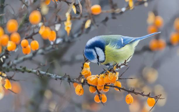 3 con giáp tháng 4 tràn ngập niềm vui, rủng rỉnh tiền bạc - Hình 2 3 con giap thang 4 tran ngap niem vui, rung rinh tien bac-Hinh-2