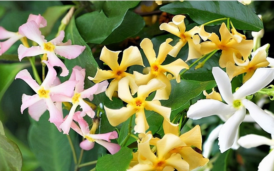 3 con giáp tháng 4 tràn ngập niềm vui, rủng rỉnh tiền bạc - Hình 4 3 con giap thang 4 tran ngap niem vui, rung rinh tien bac-Hinh-4