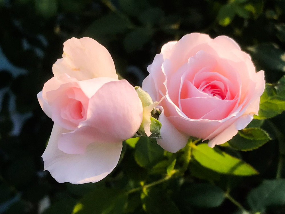 3 con giáp tháng 4 tràn ngập niềm vui, rủng rỉnh tiền bạc 3 con giap thang 4 tran ngap niem vui, rung rinh tien bac