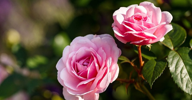 Người sinh 3 tháng Âm lịch này, làm lụng vất vả, hậu vận an nhàn - Hình 3 Nguoi sinh 3 thang Am lich nay, lam lung vat va, hau van an nhan-Hinh-3