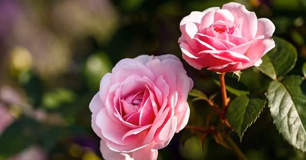 Nguoi sinh 3 thang Am lich nay, lam lung vat va, hau van an nhan-Hinh-3