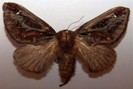 Loài bướm sống trâu này thường thấy trên khắp nước Mỹ