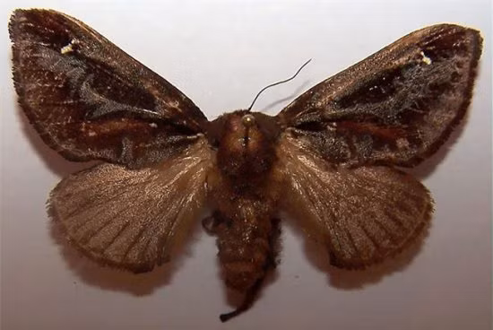 Loài bướm sống trâu này thường thấy trên khắp nước Mỹ