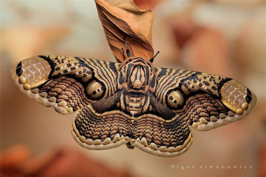 Sau khi biến hình, những chiếc râu đó biến mất và có những hoa văn kì lạ trên cánh